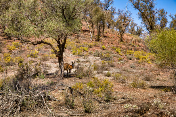 istock Kangaroo hiding in Flinders Ranges National Park, South Australia 1257534522