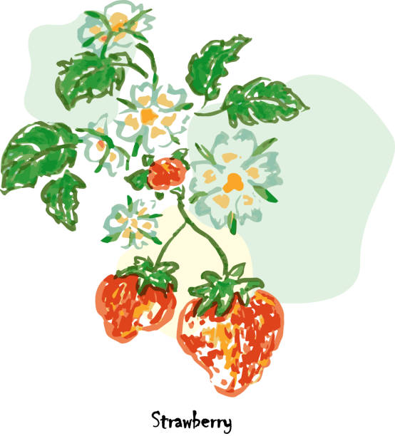 Strawberry Sketchy fresh and natural fruit Strawberry with flower's vector 白色的背景 stock illustrations