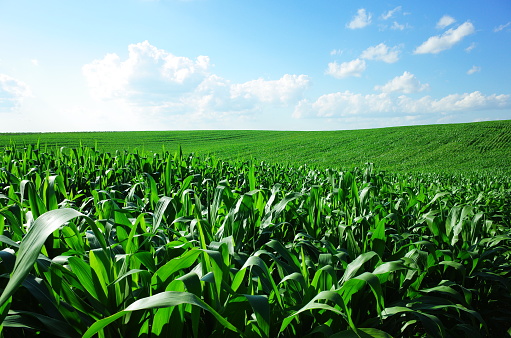 Close up of sunlit corn stalks topped with tassels in an agricultural field with blue sky and white clouds above. Image has copy space.