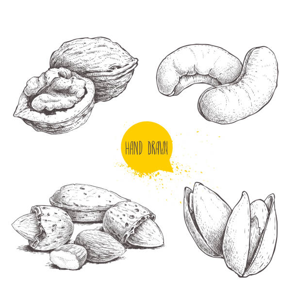 ilustrações de stock, clip art, desenhos animados e ícones de hand drawn sketch style nuts set. walnut, cashew, almonds and pistachios. collection of healthy natural food. vector illustrations isolated on white background. - dried apple