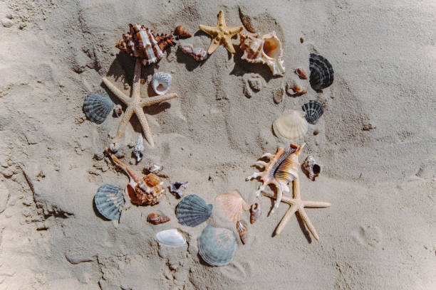 istock sea shells starfish at sand beach copy space 1257535955
