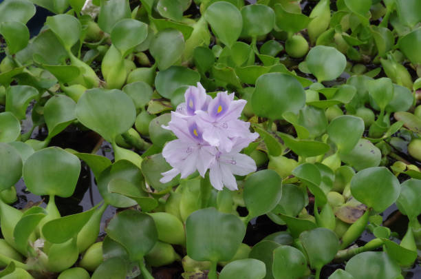 Thick-stemmed water hyacinth stock photo