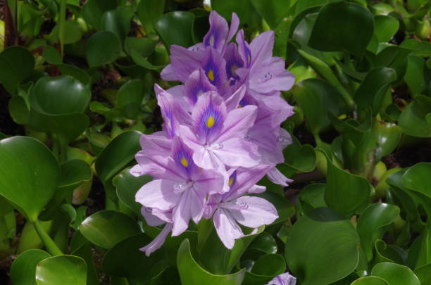 istock Thick-stemmed water hyacinth 1257536023
