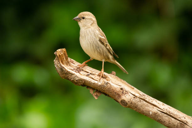 istock perched bird in a garden. 1257537558