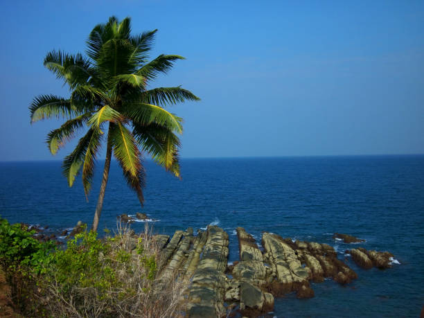 istock Coconut palm tree beside blue ocean under blue sky 1257538917