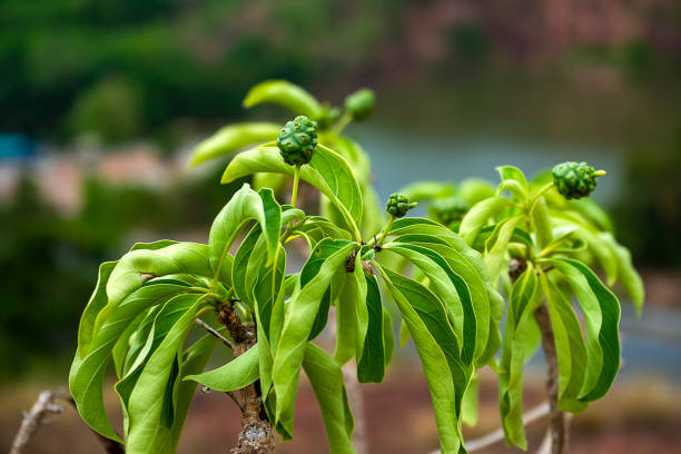 Raw Morinda coreia Buch fruit on tree. Raw Morinda coreia Buch fruit on tree with blur background noni fruit stock pictures, royalty-free photos & images