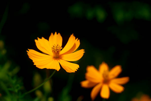 istock Bright orange flower blooming fully in the field 1257539254