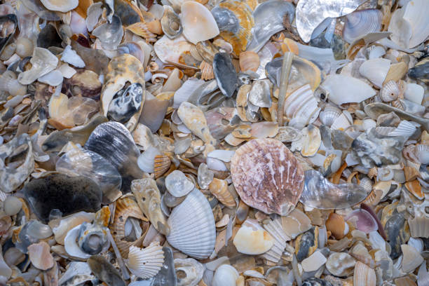 istock Close up background of Shells on the beach 1257539266