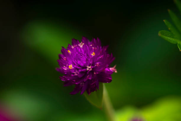 Close up of globe amaranth Flower. (Gomphrena globosa)