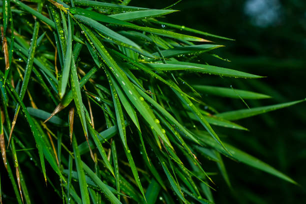 istock Fresh bamboo leaves with water drop. 1257540008
