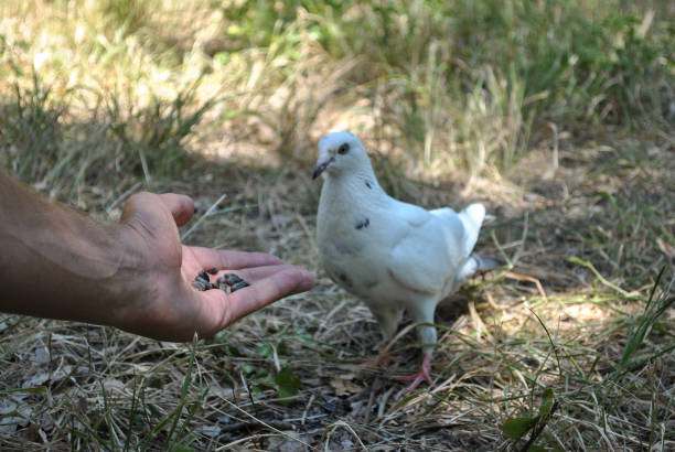 istock Mens hand holds out seeds to white dove, selective focus 1257541304