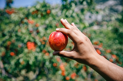 A male hand picking on tree and holding fresh, organic and juicy nectarines peach against natural home gardening orchard trees