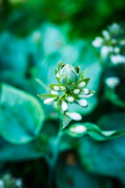 Beautiful blooming hosta plant in the garden. Selective focus.