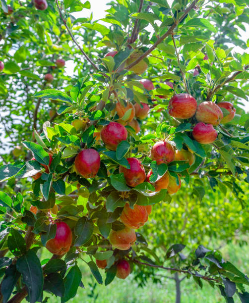 istock Ripe apples from tree branches in sunny summer orchard 1257541502