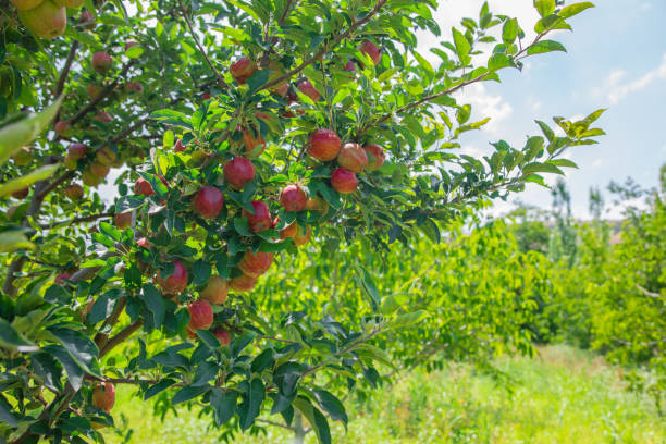 istock Ripe apples from tree branches in sunny summer orchard 1257541739