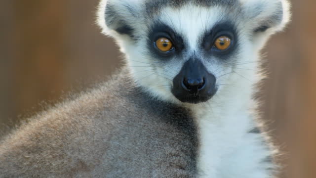Ring-tailed lemur looking at camera