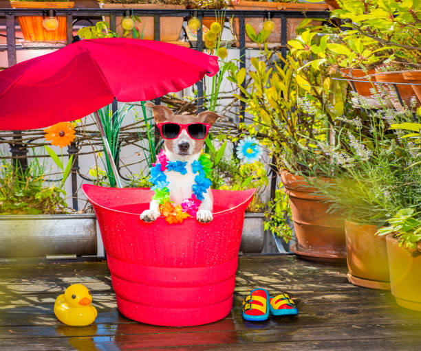 istock dog refeshing in  in a bathtub on balcony 1257543015