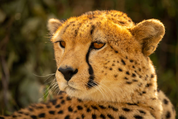 istock Close-up of backlit cheetah turning head left 1257543228