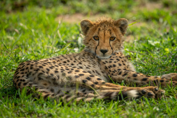 istock Close-up of cheetah cub lying watching camera 1257543240