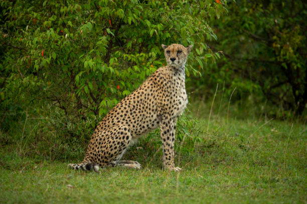 istock Female cheetah sits by bush looking round 1257544610