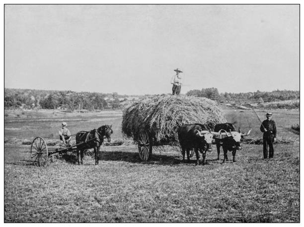 antyczne czarno-białe zdjęcie: haying sceny w pobliżu raymond, maine - ox wóz stock illustrations