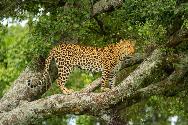 istock Leopard stands on lichen-covered branch looking right 1257544711