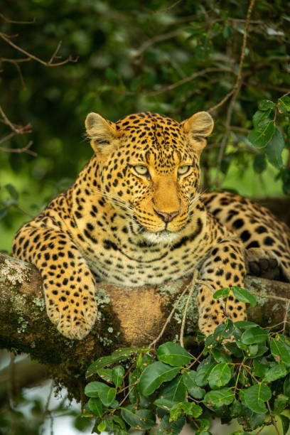 istock Leopard lies on lichen-covered branch looking down 1257544745