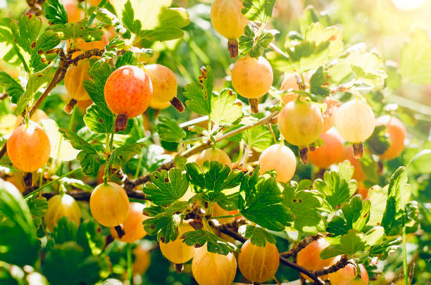 stachelbeere. frische und reife bio-stachelbeeren im garten wachsen. reife frische grüne stachelbeeren im garten. anbau von bio-beeren. - gooseberry fruit growth green stock-fotos und bilder