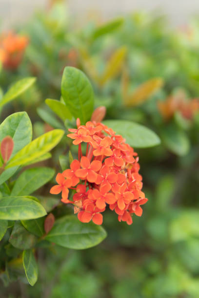 istock Ixora chinensis Lam in the sunlight 1257544801