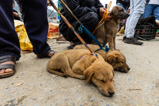 собаки и собаки боль на рынке bac ha вьетнама - bac ha стоковые фото и изображения
