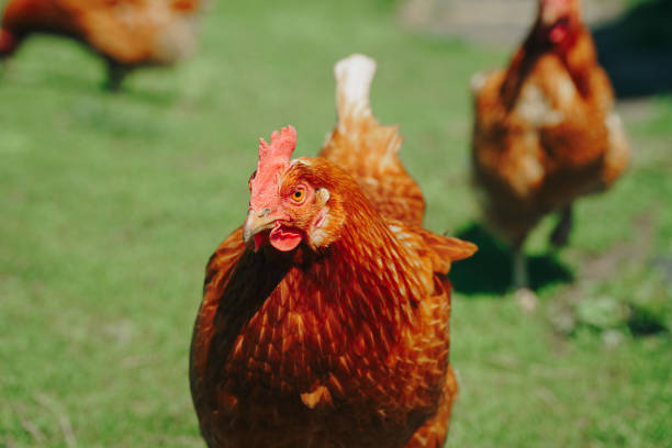 istock Brown domestic chicken in the summer outdoors close-up 1257545232