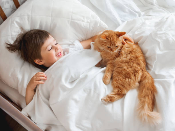 toddler lies in bed with cute ginger cat. little boy under white blanket with fluffy pet. child's friendship with domestic cat. cozy home at morning. - child domestic cat little boys pets imagens e fotografias de stock