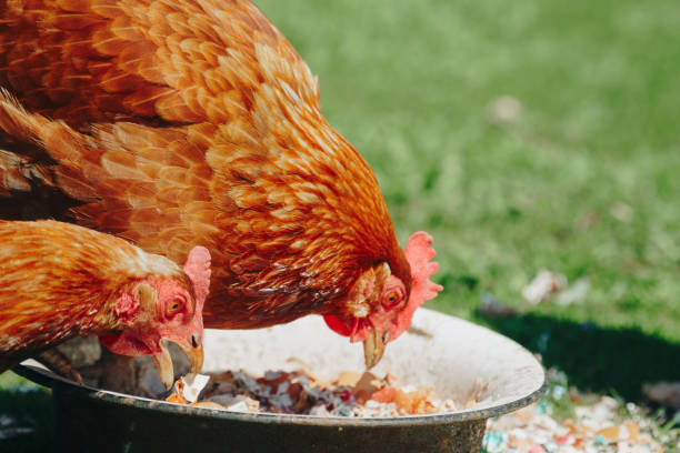 istock Brown domestic chicken in the summer outdoors close-up 1257545463