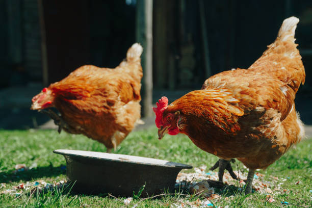 istock Brown domestic chicken in the summer outdoors close-up 1257545510