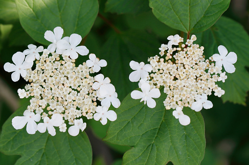 Deciduous shrub to 4m, with hairless, greyish, angled young twigs; buds with scales. Leaves palmate with 3, occasionally 5, toothed lobes, usually hairy beneath. Flowers white, in broad flat-topped clusters, 4-5-10.5cm across; inner flowers fertile, 4-7mm, surrounded by a few large sterile flowers, 15-20mm. Ripe berry red.\nHabitat: Woodland, fen Carr, on wet soils.\nFlowering Season: June-July.\nDistribution: Throughout Europe, except the far north.\n\nGuelder Rose grows in the Netherlands in Hedgerows, Woodlands and Dunes and also planted in Parks and Gardens.