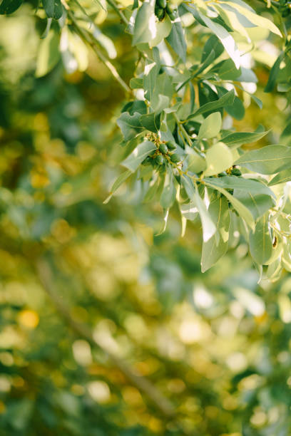 branches, leaves and berries bay leaf on the tree. - bay wreath imagens e fotografias de stock