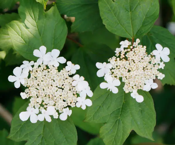 Deciduous shrub to 4m, with hairless, greyish, angled young twigs; buds with scales. Leaves palmate with 3, occasionally 5, toothed lobes, usually hairy beneath. Flowers white, in broad flat-topped clusters, 4-5-10.5cm across; inner flowers fertile, 4-7mm, surrounded by a few large sterile flowers, 15-20mm. Ripe berry red.
Habitat: Woodland, fen Carr, on wet soils.
Flowering Season: June-July.
Distribution: Throughout Europe, except the far north.

Guelder Rose grows in the Netherlands in Hedgerows, Woodlands and Dunes and also planted in Parks and Gardens.