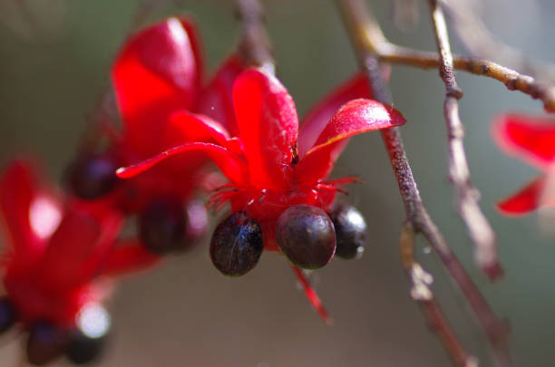 Mickey Mouse Plant / Saw-leafed nail berry