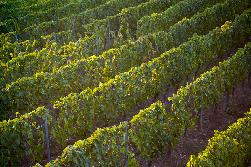 Vineyard, rows of vines in early autumn time at dusk, suitable for background purposes in Castrelo de Miño, Ourense province, Galicia, Spain.