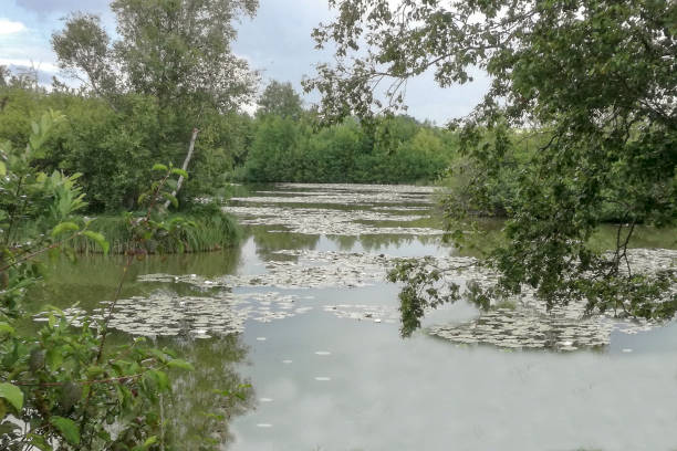 istock Pond against a background of clear clouds 1257547717