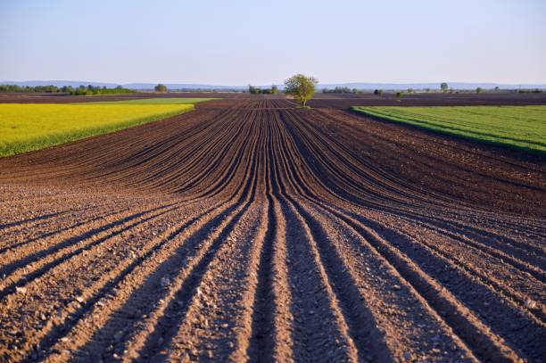 istock cultivated agricultural field in bright spring day 1257547858