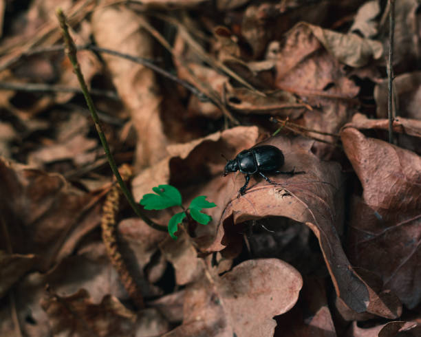 istock Black beetle walks on a dry leaf in forest 1257547873
