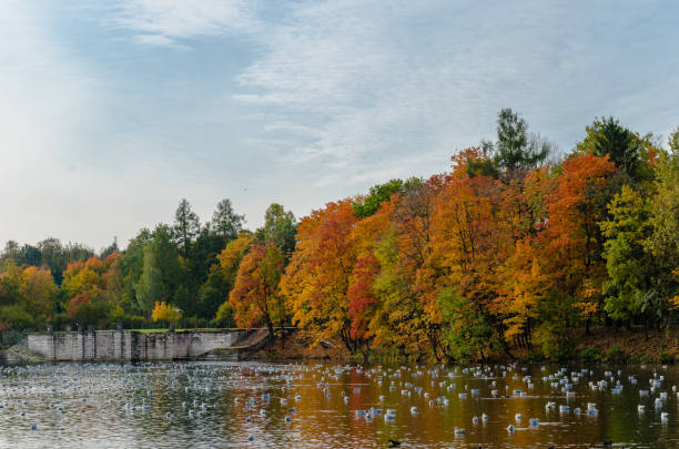 istock Autumn landscape in the Park with a lake 1257548063