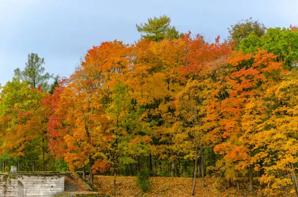 Forest wall of autumn trees on the high Bank, playing with colorful colors on the background of an old stone pier