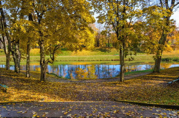 The carpet of yellow leaves covers the ground, trees in gold decoration, blue water in the lake.