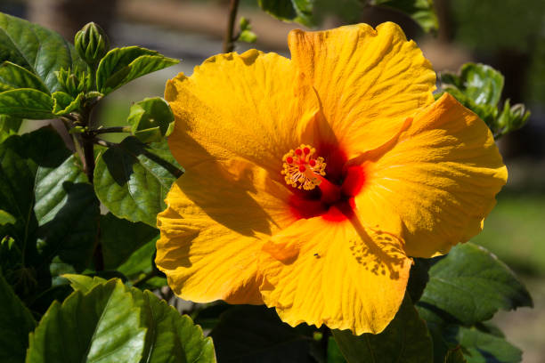 istock Bright yellow hibiscus blossom 1257549017