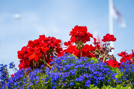 Closeup picture of red and blue flowers with a blurry blue sky as a background. Picture from Landskrona, southern Sweden