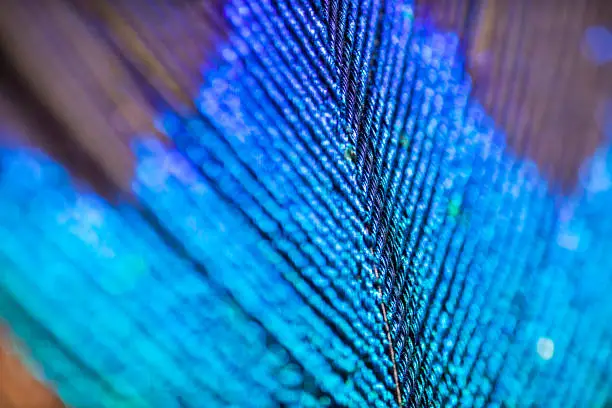 Extreme macro photo of a peacock feather featuring vibrant colours and textures. Texture background.