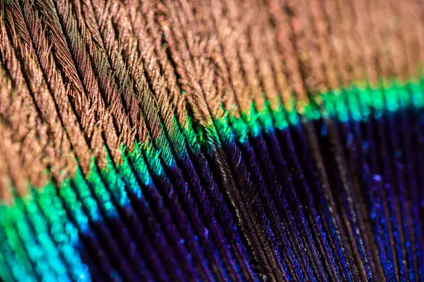 Extreme macro photo of a peacock feather featuring vibrant colours and textures. Texture background.