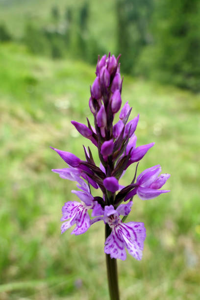 Heath Spotted Orchid (dactylorhiza maculata). Heath Spotted Orchid (dactylorhiza maculata) growing in austrian alps. long stamened stock pictures, royalty-free photos & images